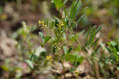 Melilotus indica